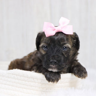 Linda - Available 2/11