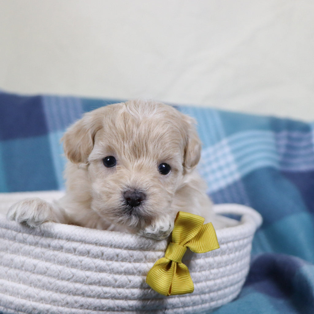 Link - Available 2/11