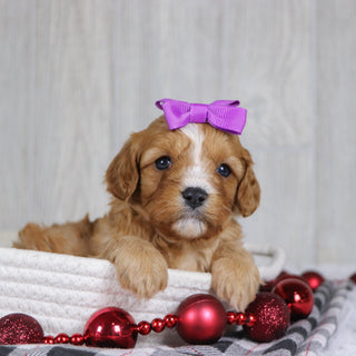 Liza - Available 1/8