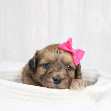 Lizzie - Available 2/11