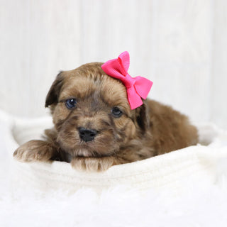 Lizzie - Available 2/11