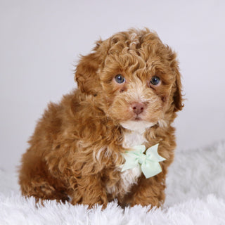 Logan - Available 11/26