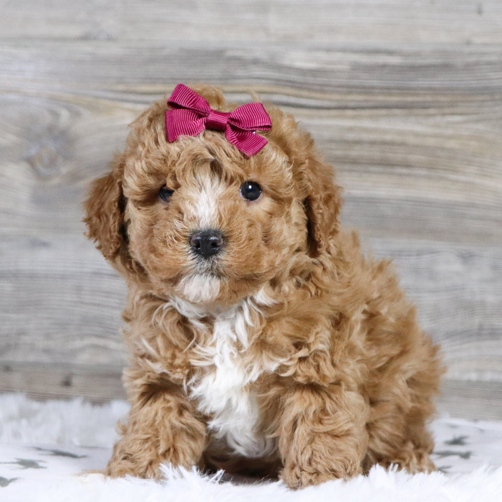 Lois - Available 12/31