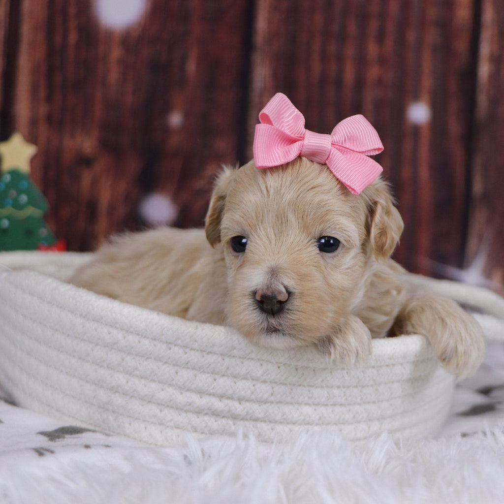 Lorena - Available 12/31