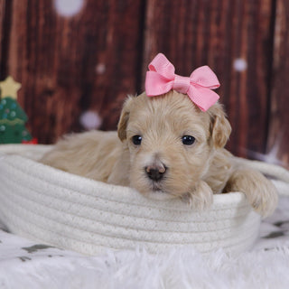 Lorena - Available 12/31