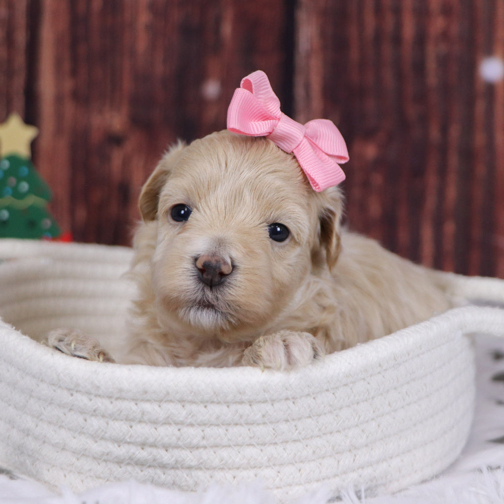 Lorena - Available 12/31