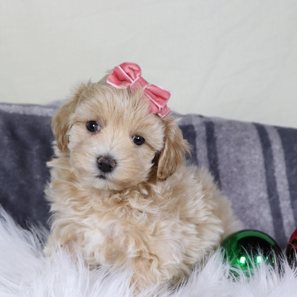 Lorena - Available 12/31