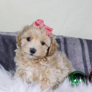 Lorena - Available 12/31