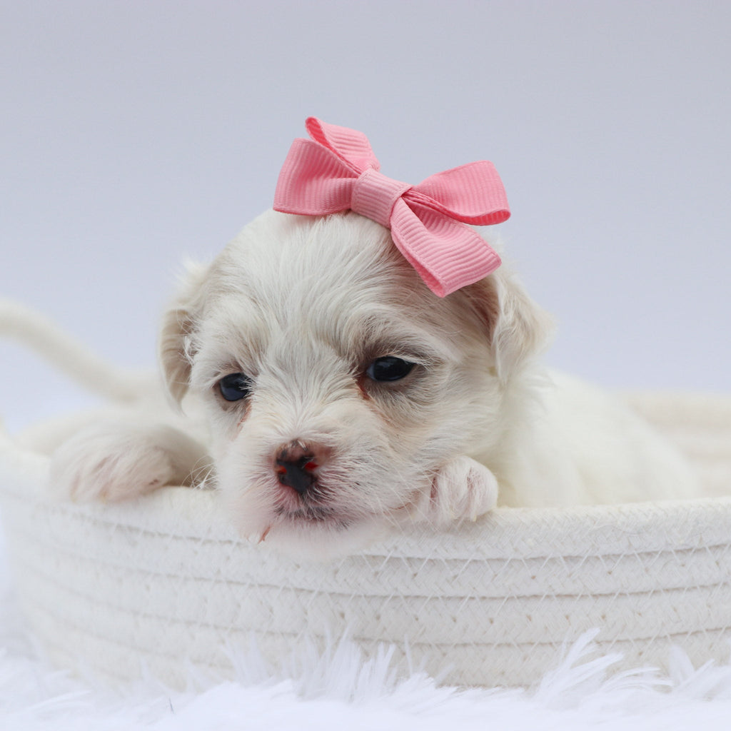Lou - Available 8/20