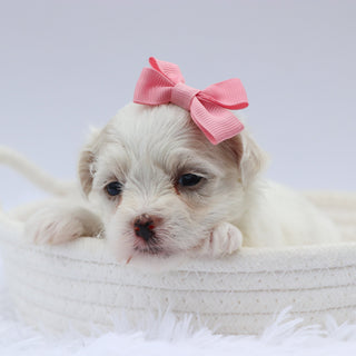 Lou - Available 8/20