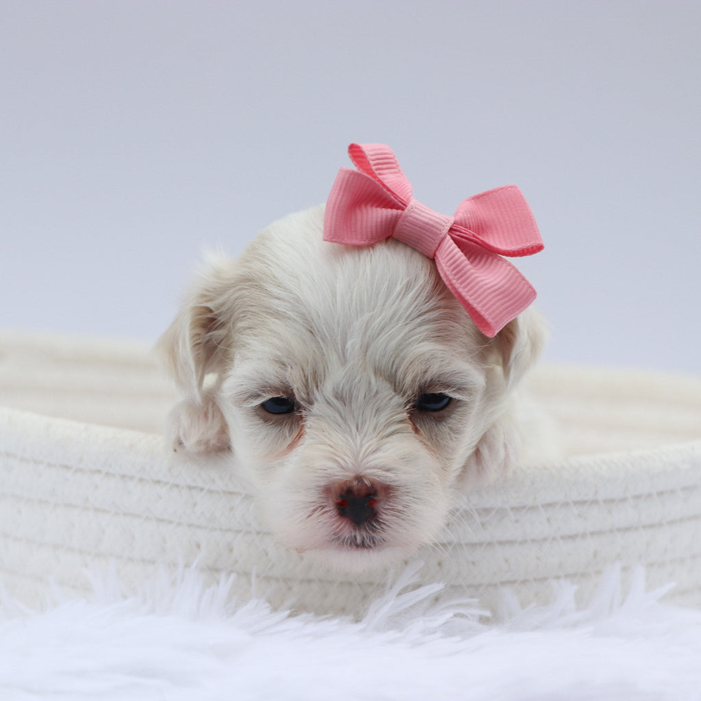 Lou - Available 8/20