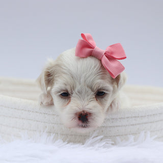 Lou - Available 8/20