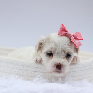 Lou - Available 8/20