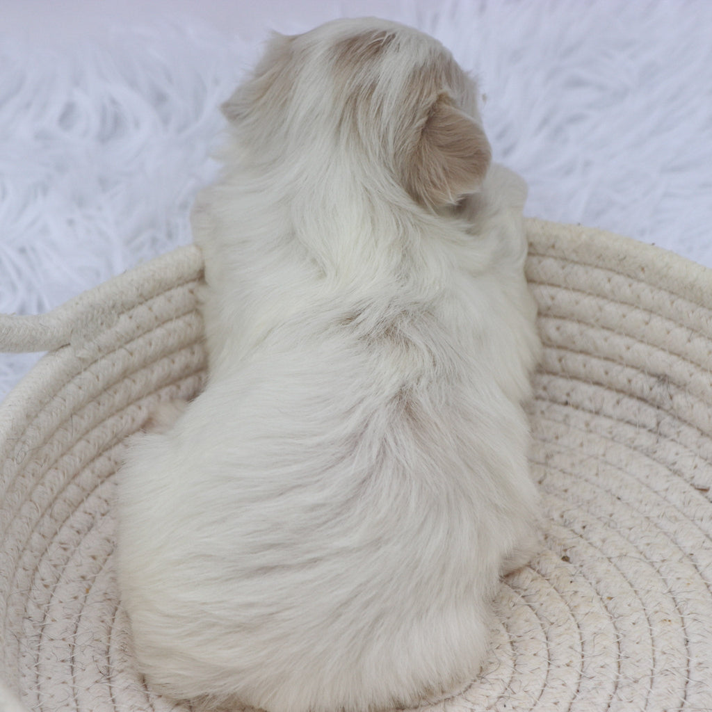 Lou - Available 8/20