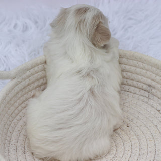 Lou - Available 8/20