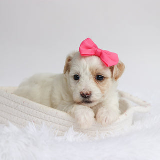 Loula - Available Now