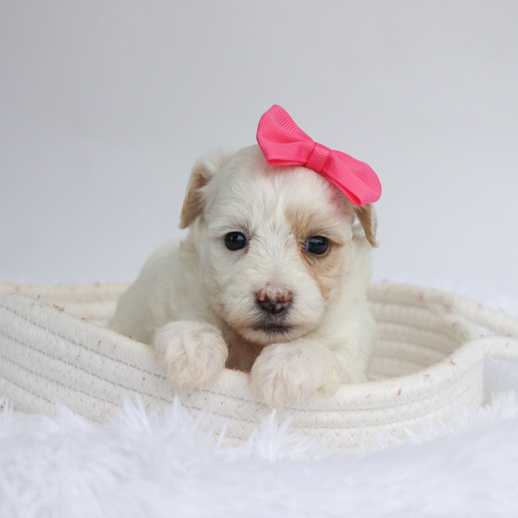 Loula - Available Now