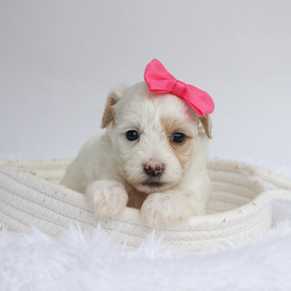 Loula - Available Now