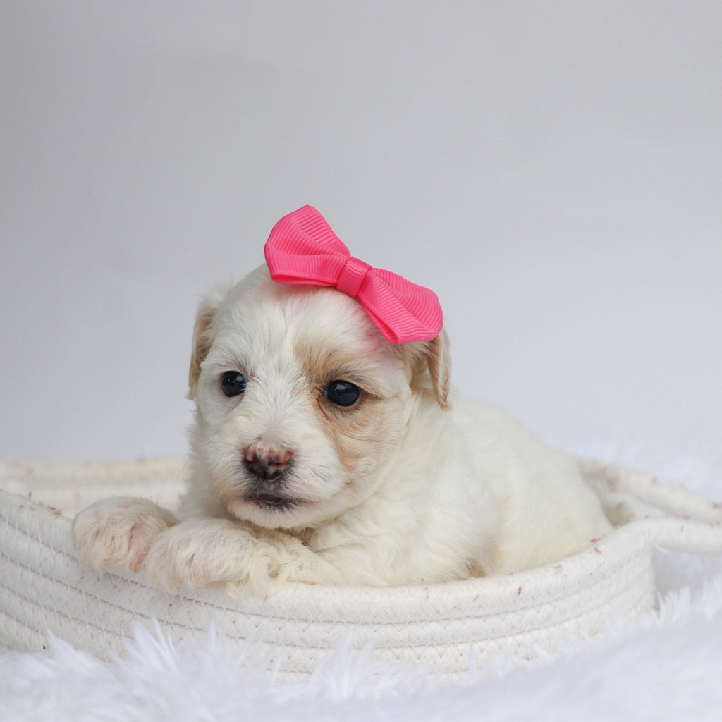 Loula - Available Now