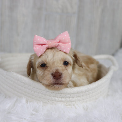 Luna - Available 2/11