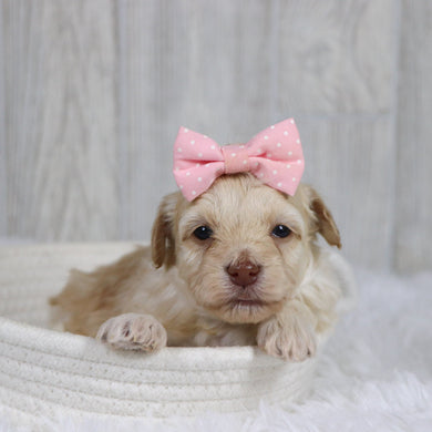 Luna - Available 2/11