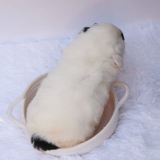 Lynette - Available 8/27
