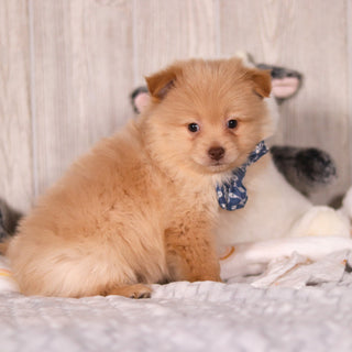 Maurice - Available Now