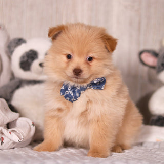 Maurice - Available Now