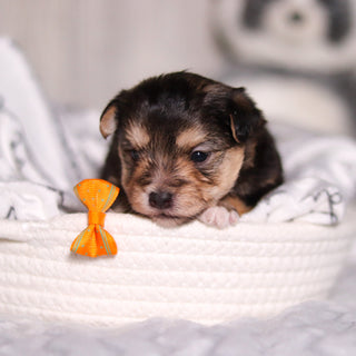 Beckett - Available 3/26