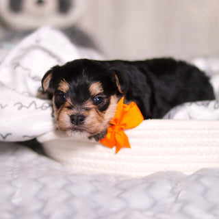 Phoenix - Available 3/26