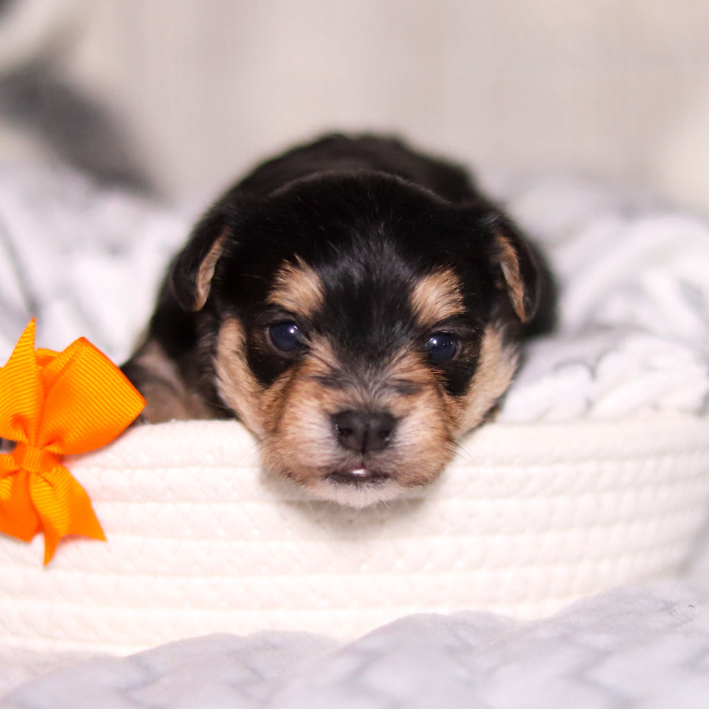 Phoenix - Available 3/26