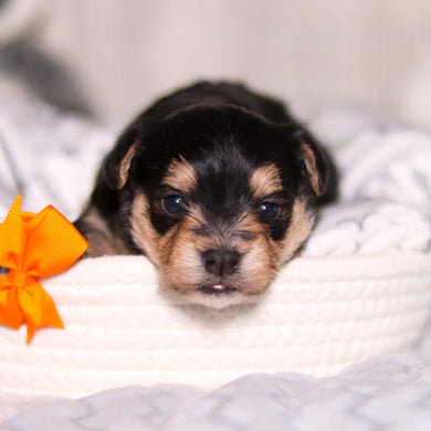 Phoenix - Available 3/26