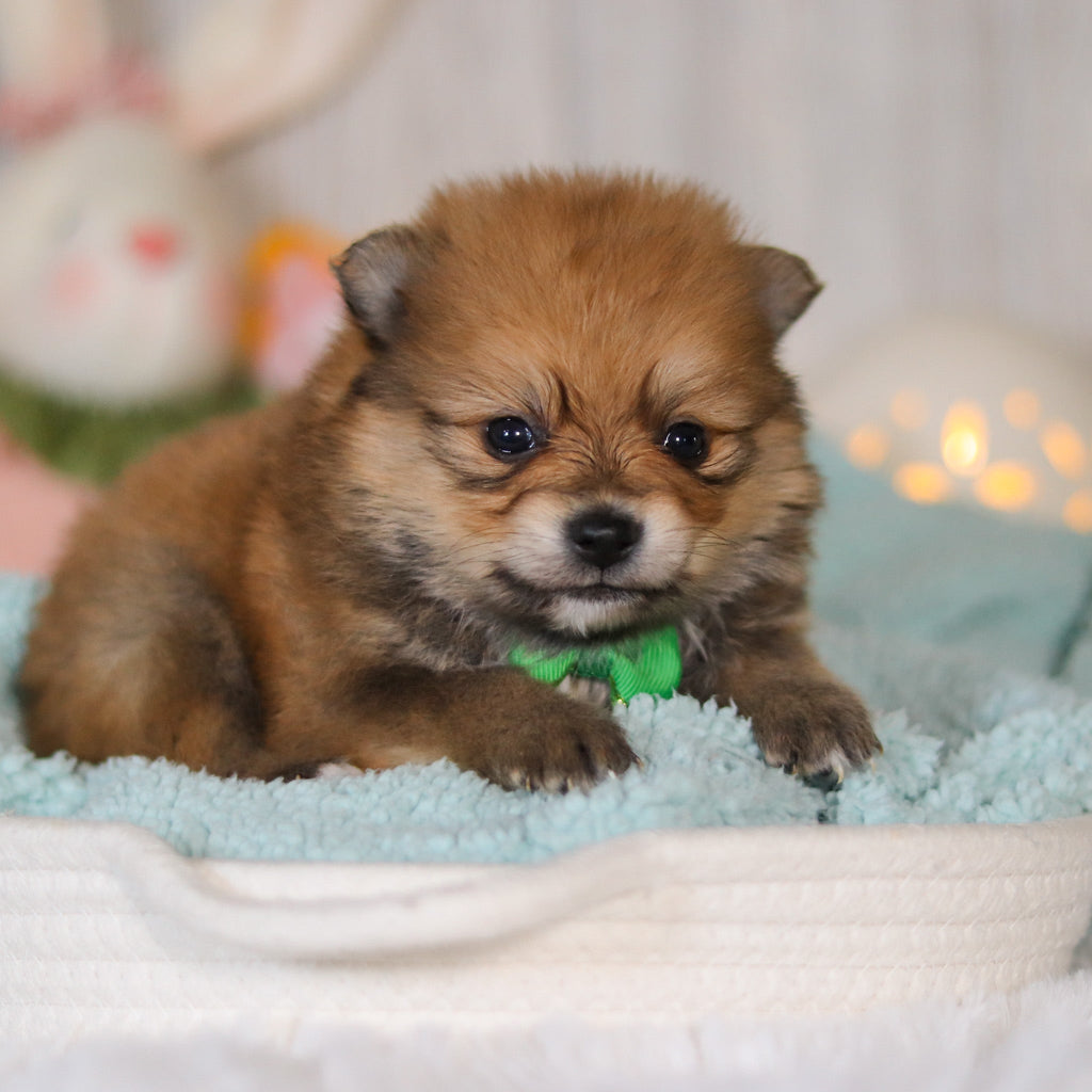 Wally - Available 5/7