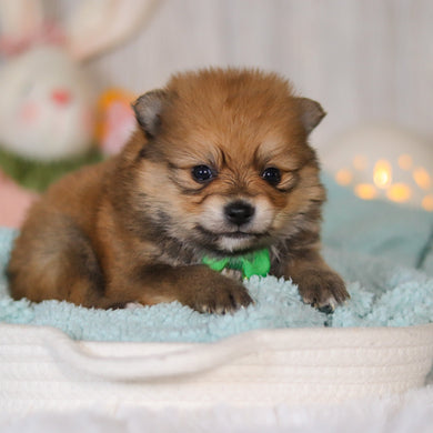 Wally - Available 5/7