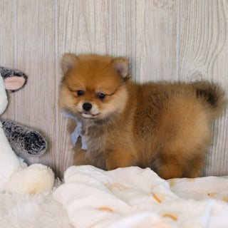 Wally - Available 5/7