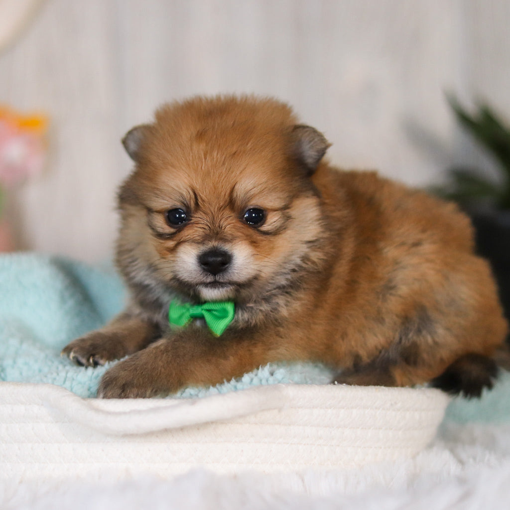 Wally - Available 5/7