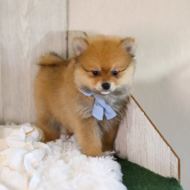 Wally - Available 5/7