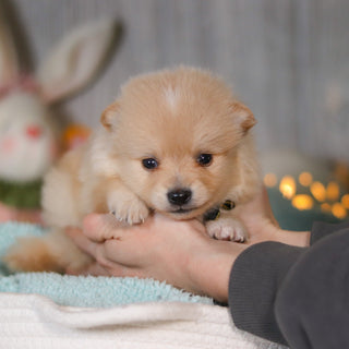 Winston - Available Now
