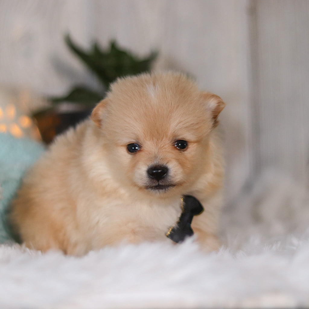 Winston - Available 5/7