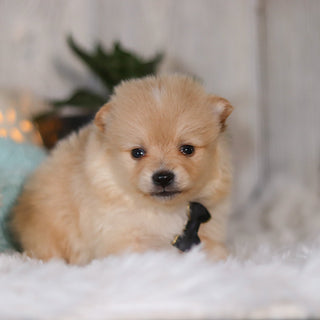 Winston - Available Now