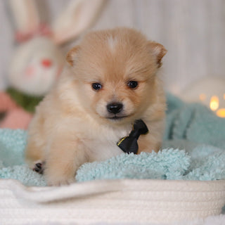 Winston - Available 5/7