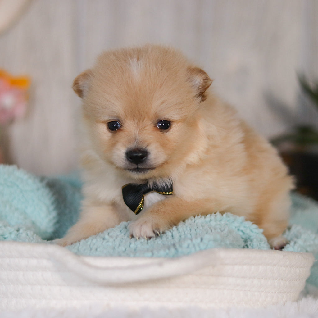 Winston - Available Now