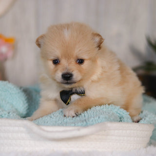 Winston - Available 5/7