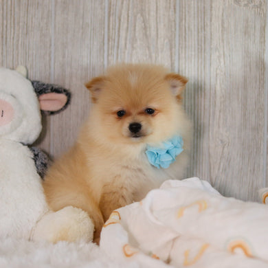 Winston - Available 5/7