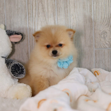 Winston - Available 5/7