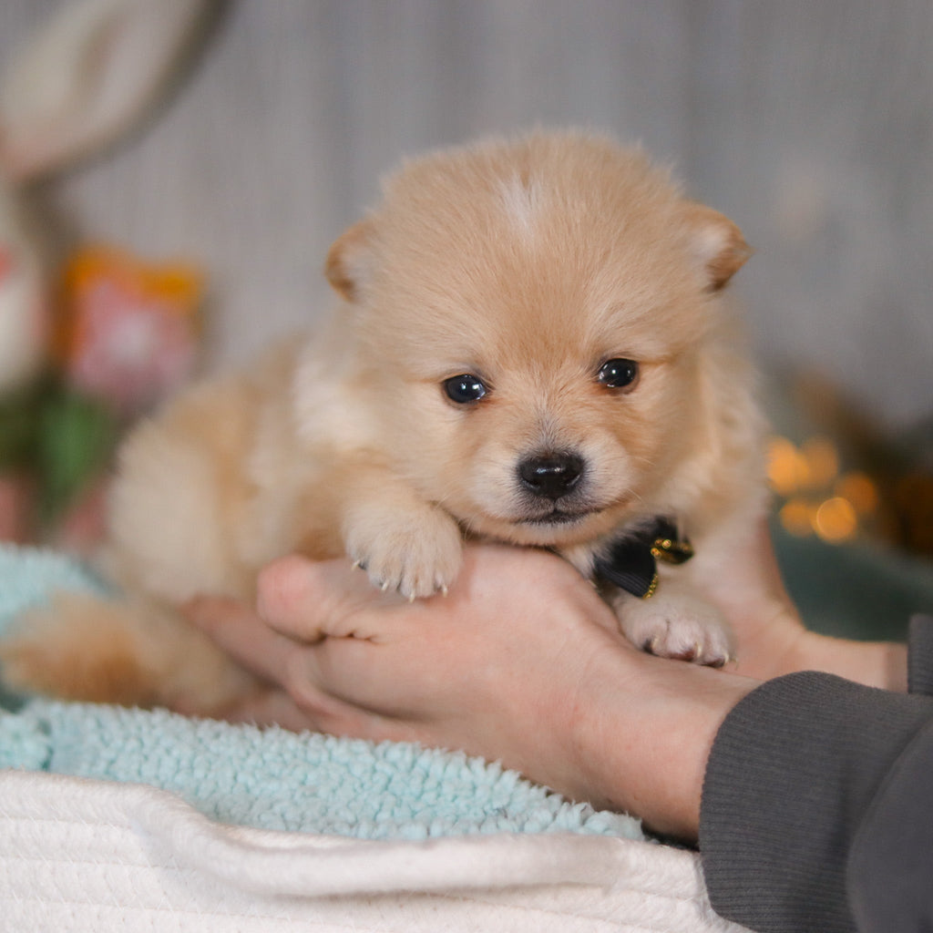 Winston - Available 5/7
