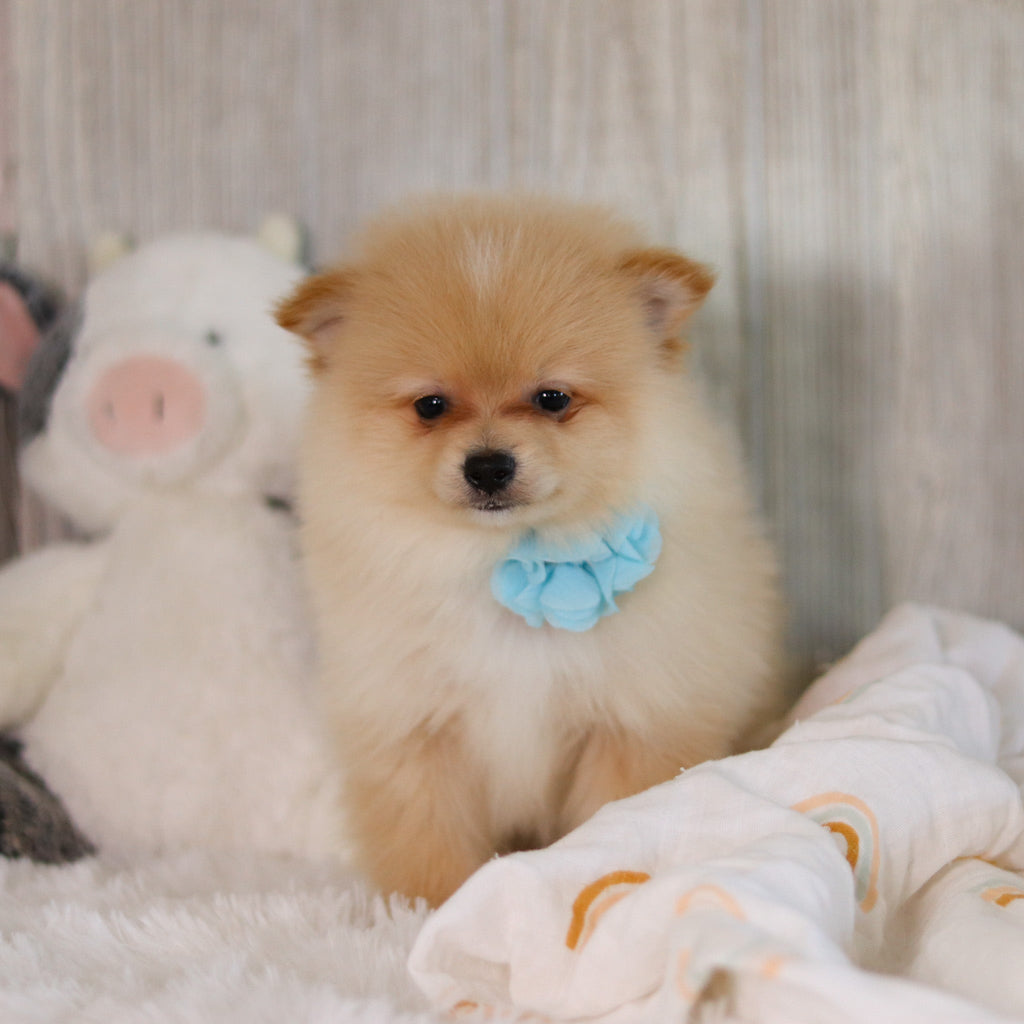 Winston - Available 5/7