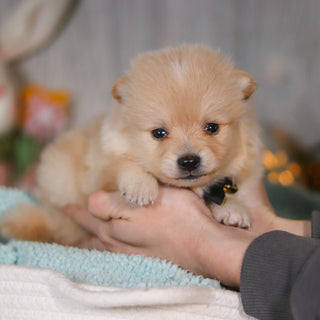 Winston - Available 5/7