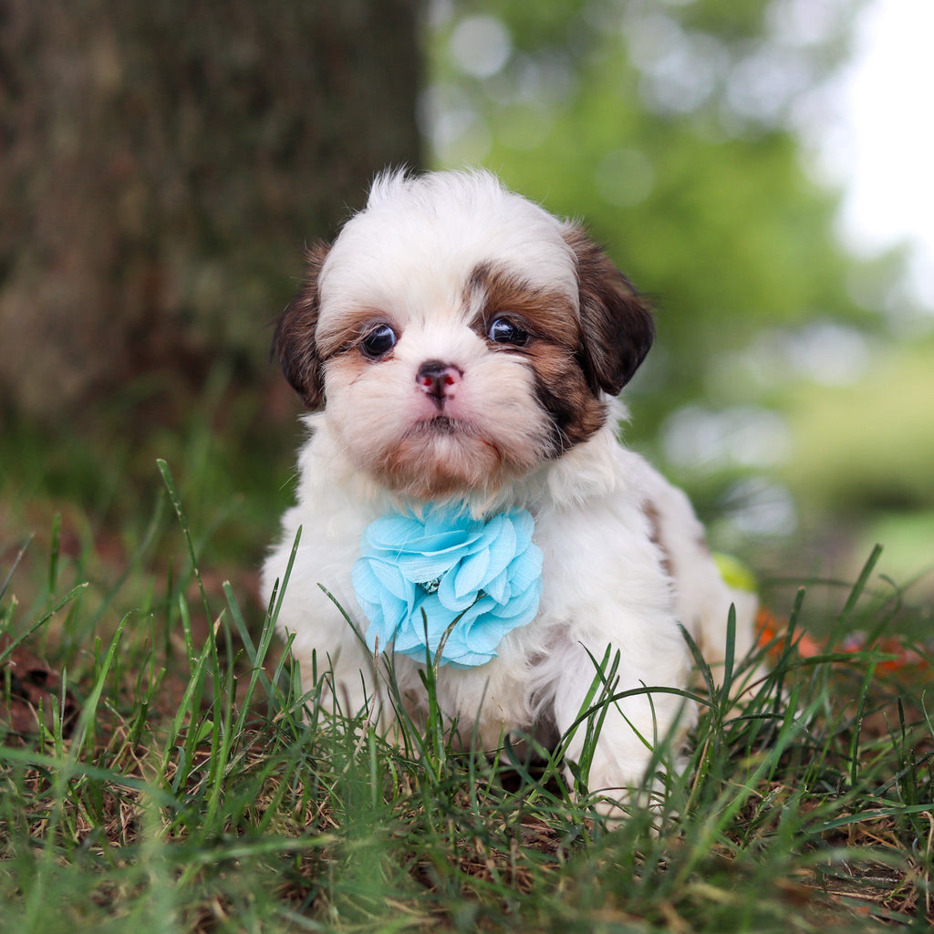 Chester - Available Now