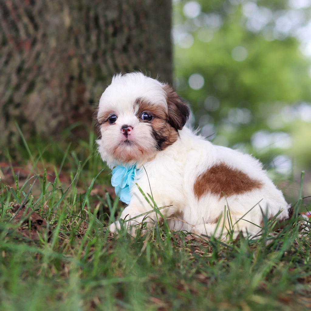 Chester - Available Now
